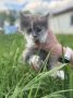 Пост добра: котята ищут дом