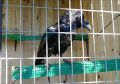 В Мичуринске живет говорящий ворон