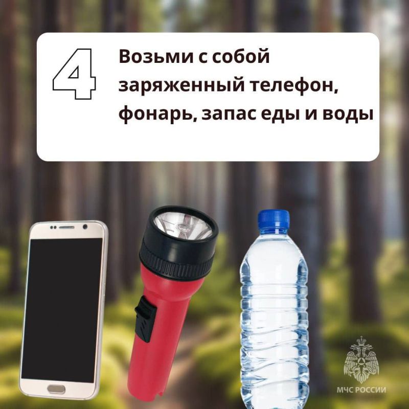 Грибникам на заметку. Как сходить за дарами леса и не угодить в беду - в памятках МЧС России