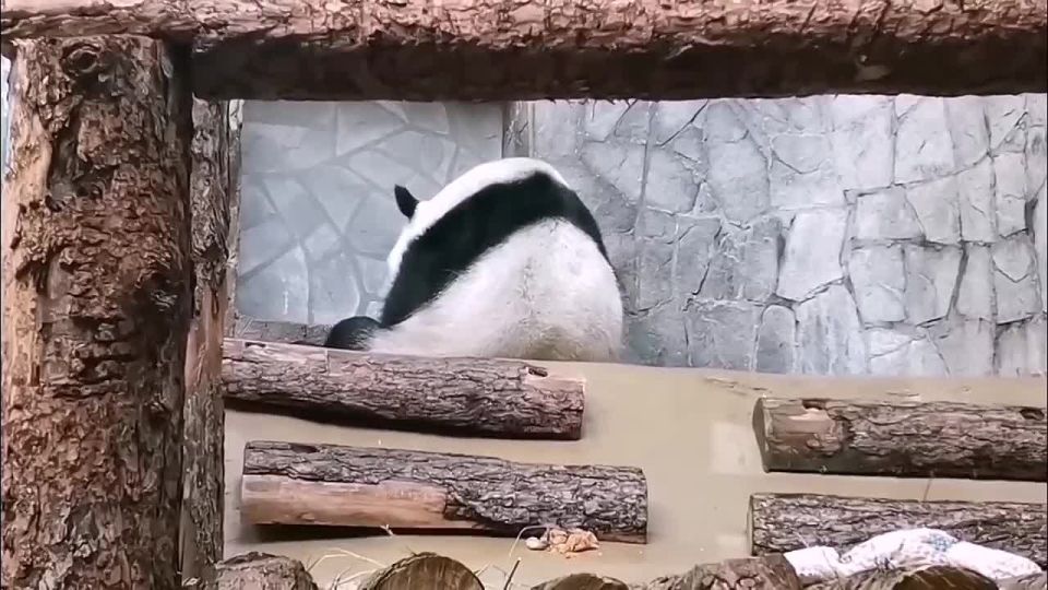 -     &quot; &quot;    