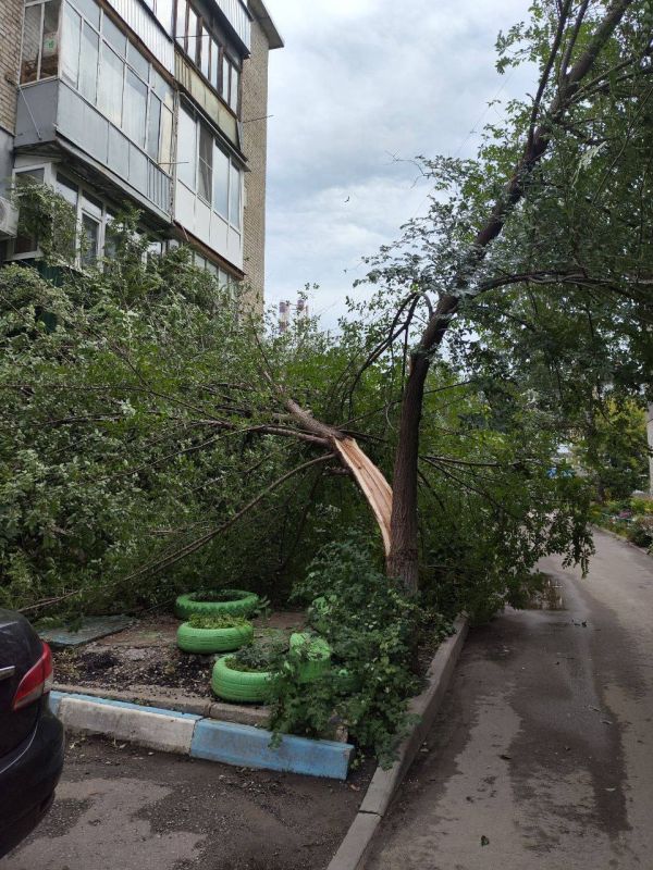 А это фотографии разрушенных ветром деревьев во дворах по Шацкой, Пензенской и Володарского