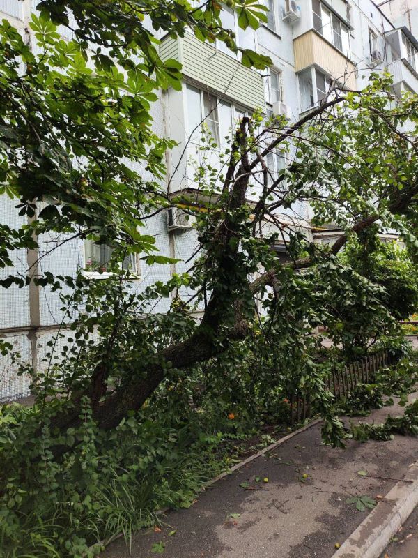 А это фотографии разрушенных ветром деревьев во дворах по Шацкой, Пензенской и Володарского
