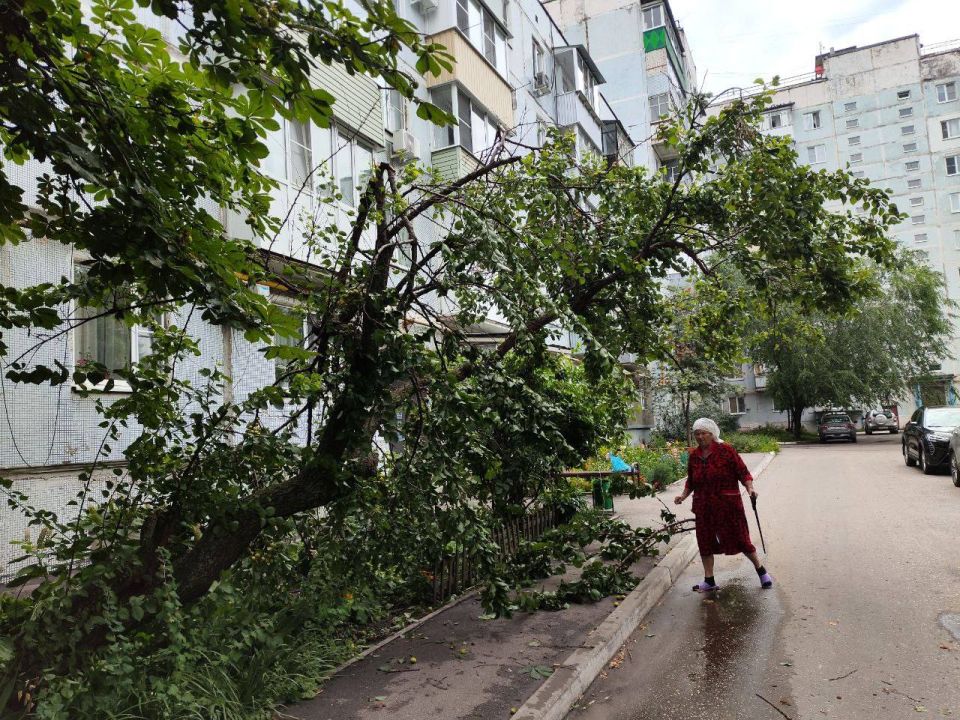 А это фотографии разрушенных ветром деревьев во дворах по Шацкой, Пензенской и Володарского