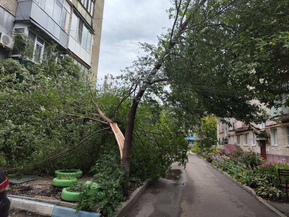 А это фотографии разрушенных ветром деревьев во дворах по Шацкой, Пензенской и Володарского