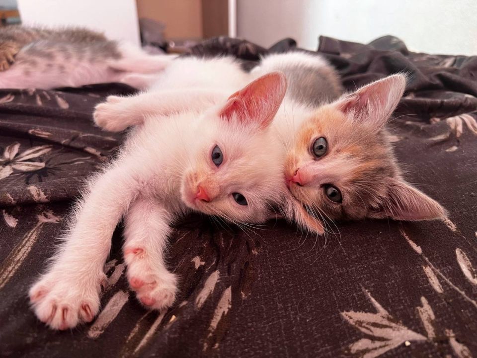 Пост добра: котята ищут дом