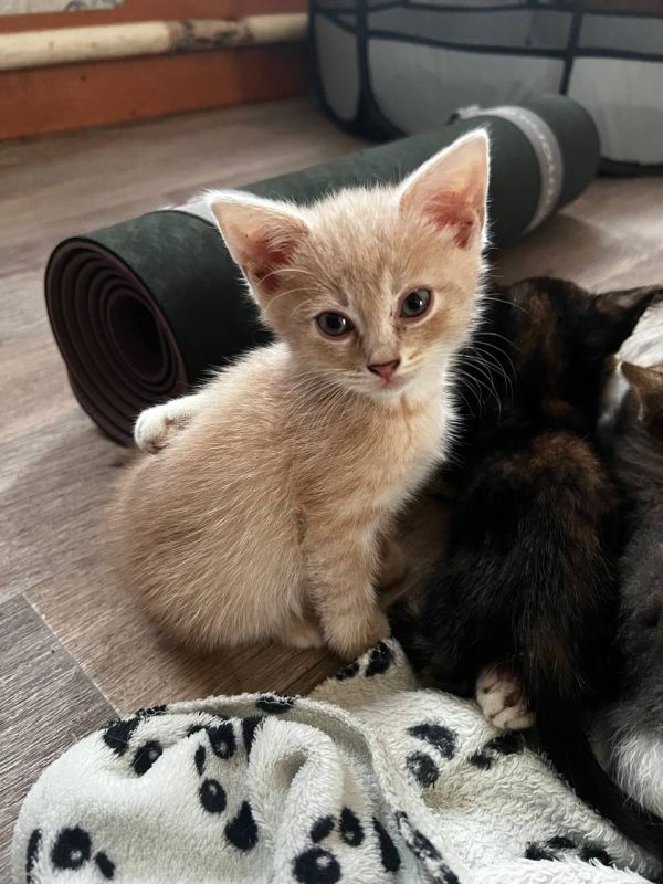 Пост добра: котята ищут дом