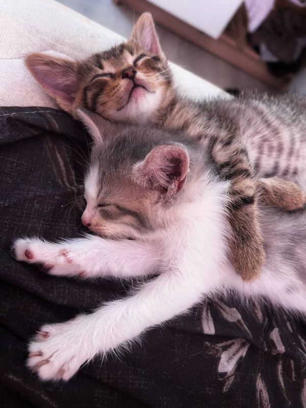 Пост добра: котята ищут дом