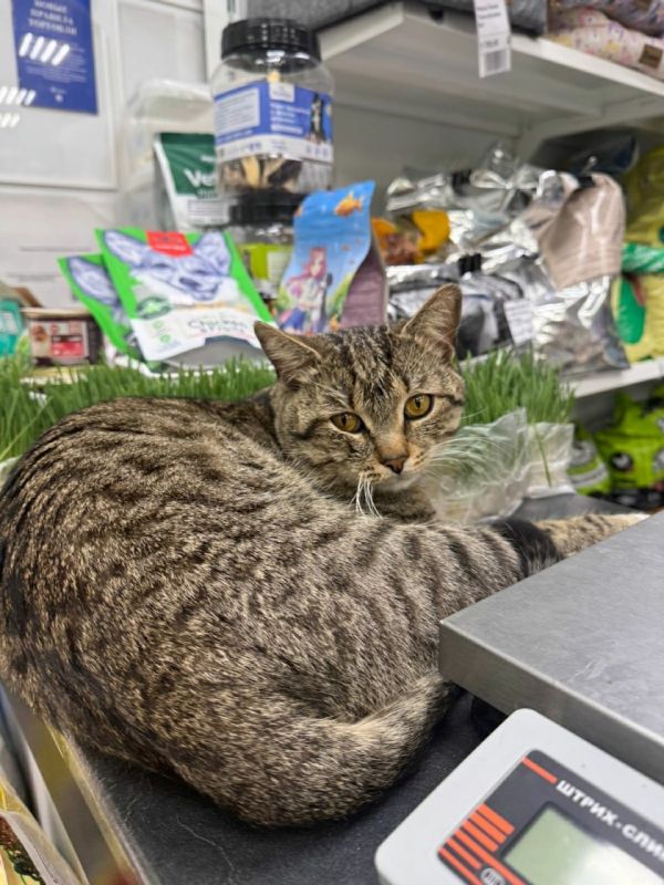 Пост добра: кот ищет дом. Кот найден в Тамбове на улице Базарной