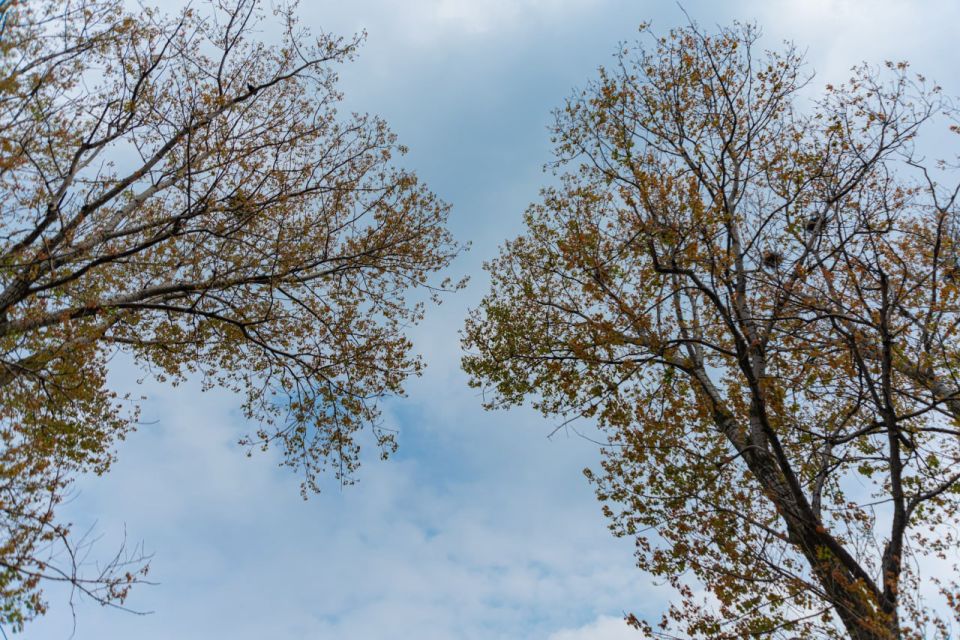 В Тамбовской области ожидается сильный ветер до 18 м/с