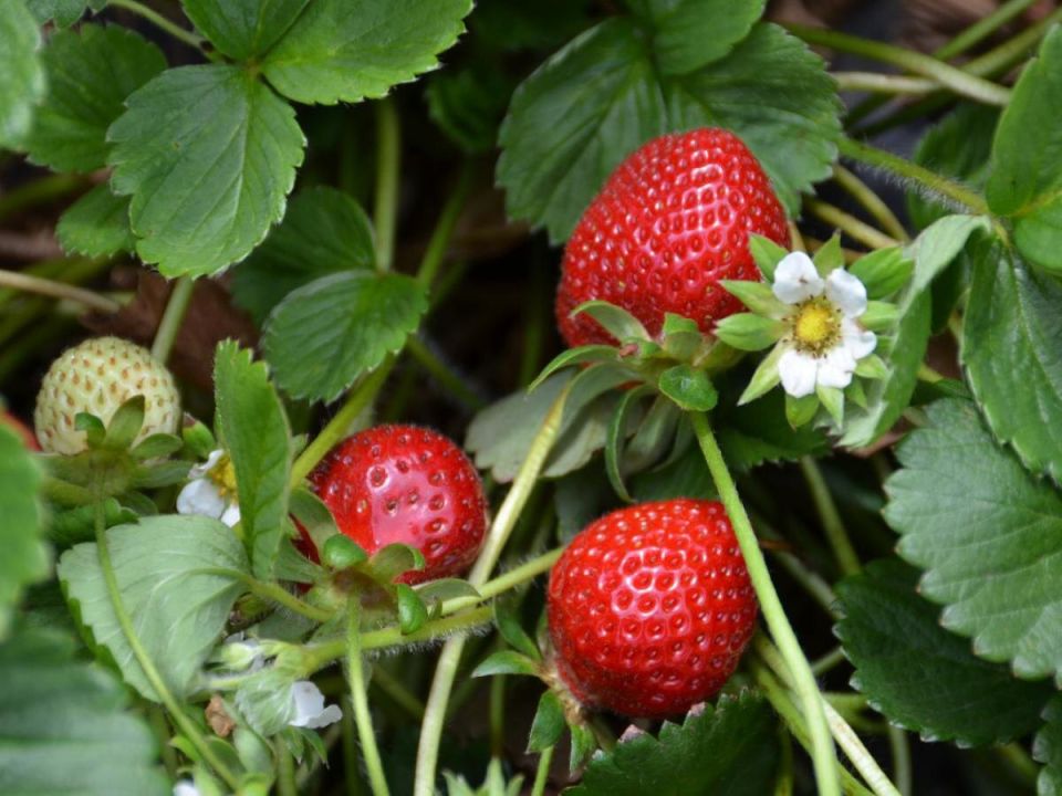 Тканая и нетканая: как правильно выбрать материал для грядок с клубникой?