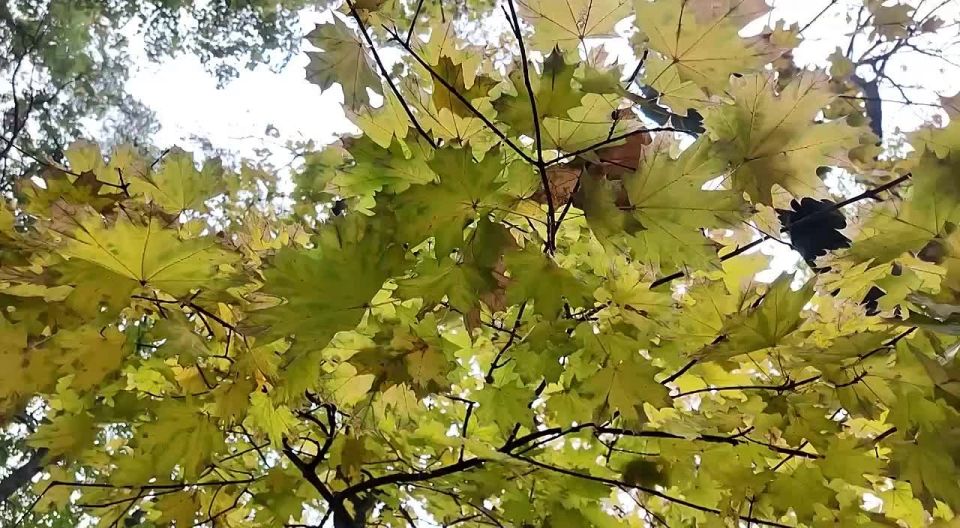 Вместо вечерней медитации. Новый век