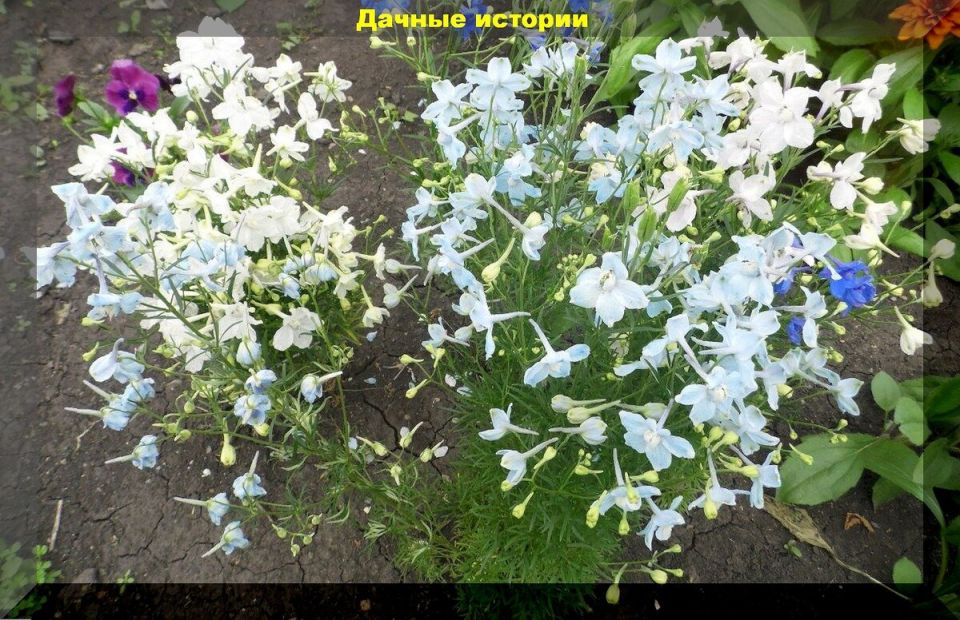Дельфиниумы: секреты успешного выращивания для начинающих цветоводов