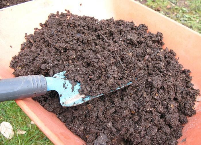 Как улучшить почву на дачном участке: советы биолога