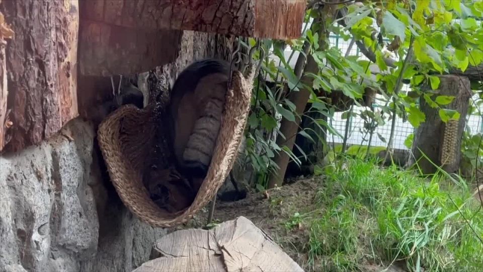 В Ленинградском зоопарке продолжается зажировка манула Шу