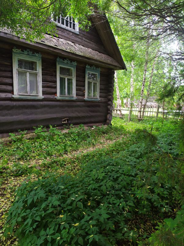 Сныть: секреты сбора и заготовки полезной дикорастущей травы