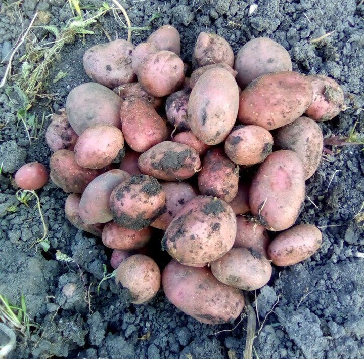 Топ-3 ошибки, которые мешают вашему картофелю: советы агрономов