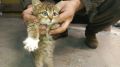 Пост добра: котята ищут дом