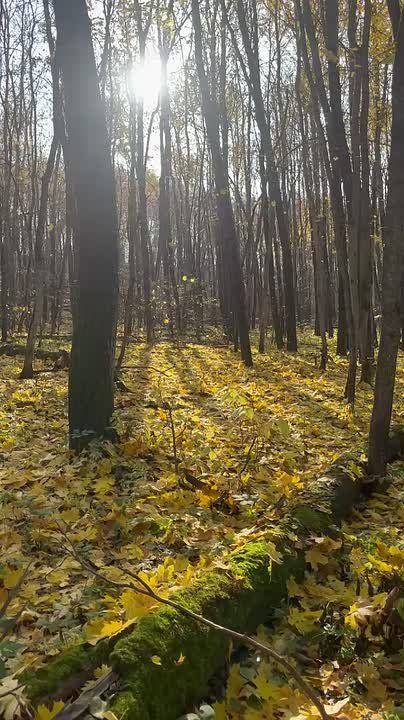 Вместо вечерней медитации