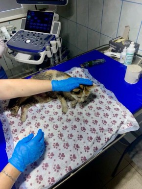 Пост добра: кошке требуется передержка