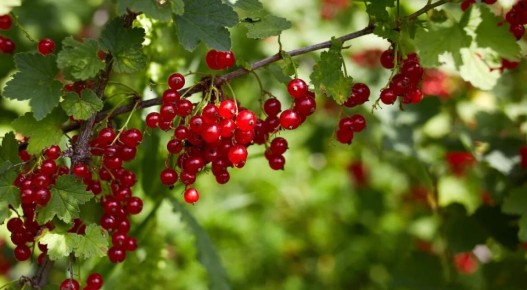 Ягоды с куста: съедать ли их сразу?