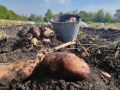 В России зарегистрировали региональный бренд «Тамбовский картофель»