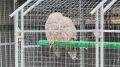 Под конец понедельника порадуем вас милым видео