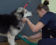 Многодетная мать из города Уварово на средства соцконтракта открыла студию груминга