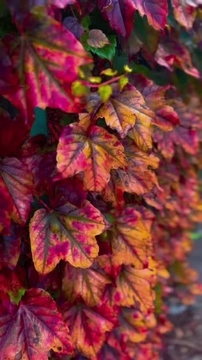 Вместо вечерней медитации