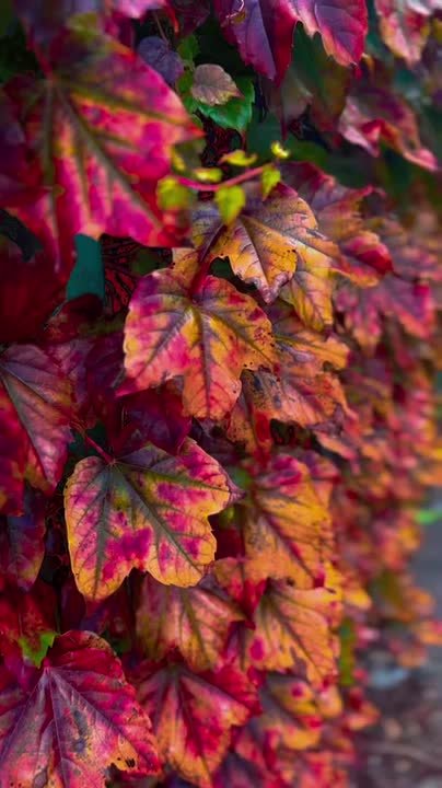 Вместо вечерней медитации