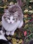 Пост добра: кошка и котята ищут дом
