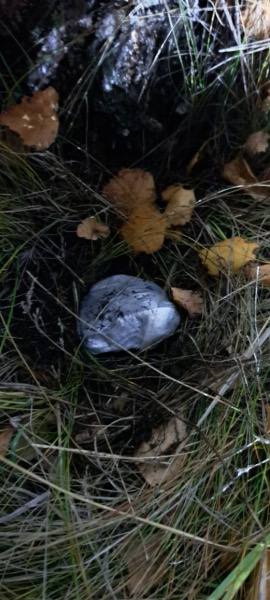 В Тамбове полицейские изъяли крупную партию наркотиков