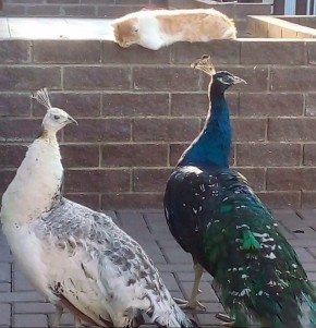 Жительница Рассказова Ирина Рощина выращивает павлинов и фазанов