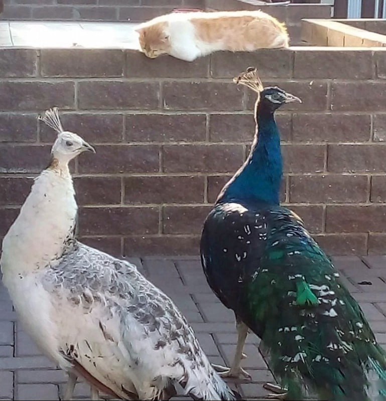 Жительница Рассказова Ирина Рощина выращивает павлинов и фазанов