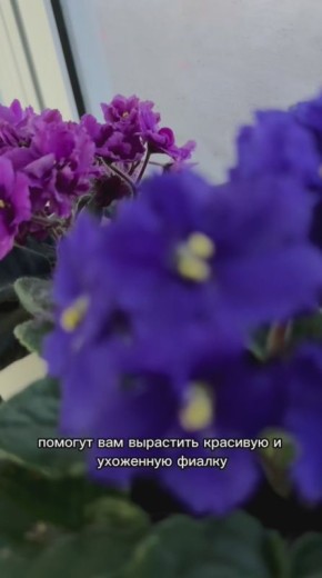 Как ухаживать за фиалкой дома?