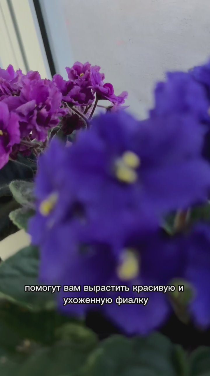 Как ухаживать за фиалкой дома?