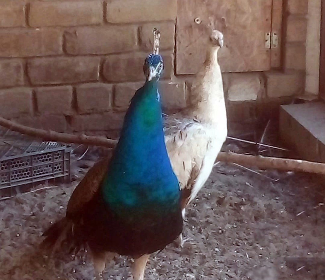 Жительница Рассказова Ирина Рощина выращивает павлинов и фазанов Жительница Рассказова Ирина Рощина выращивает павлинов и фазанов