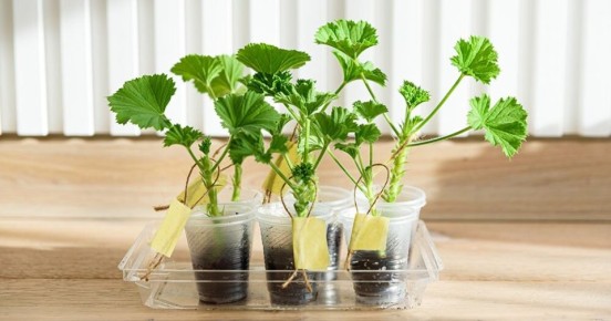 Герань: секреты успешного размножения