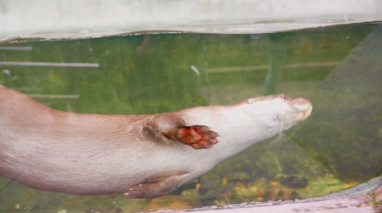 Сама грация - самец речной выдры по имени Глеб из "Московского зоопарка"