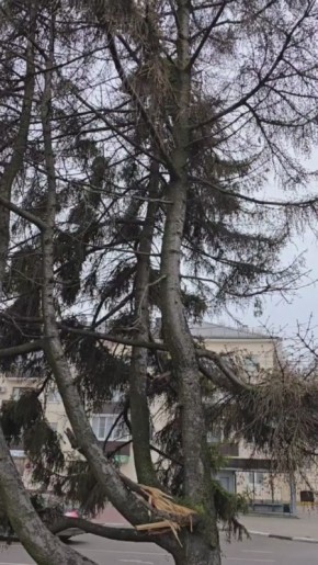 Сегодня активные жители из советов микрорайонов, специалисты администрации Тамбова и Дирекции благоустройства, а также представители городской Думы провели комиссионное обследование елей на Привокзальной площади у фонтана