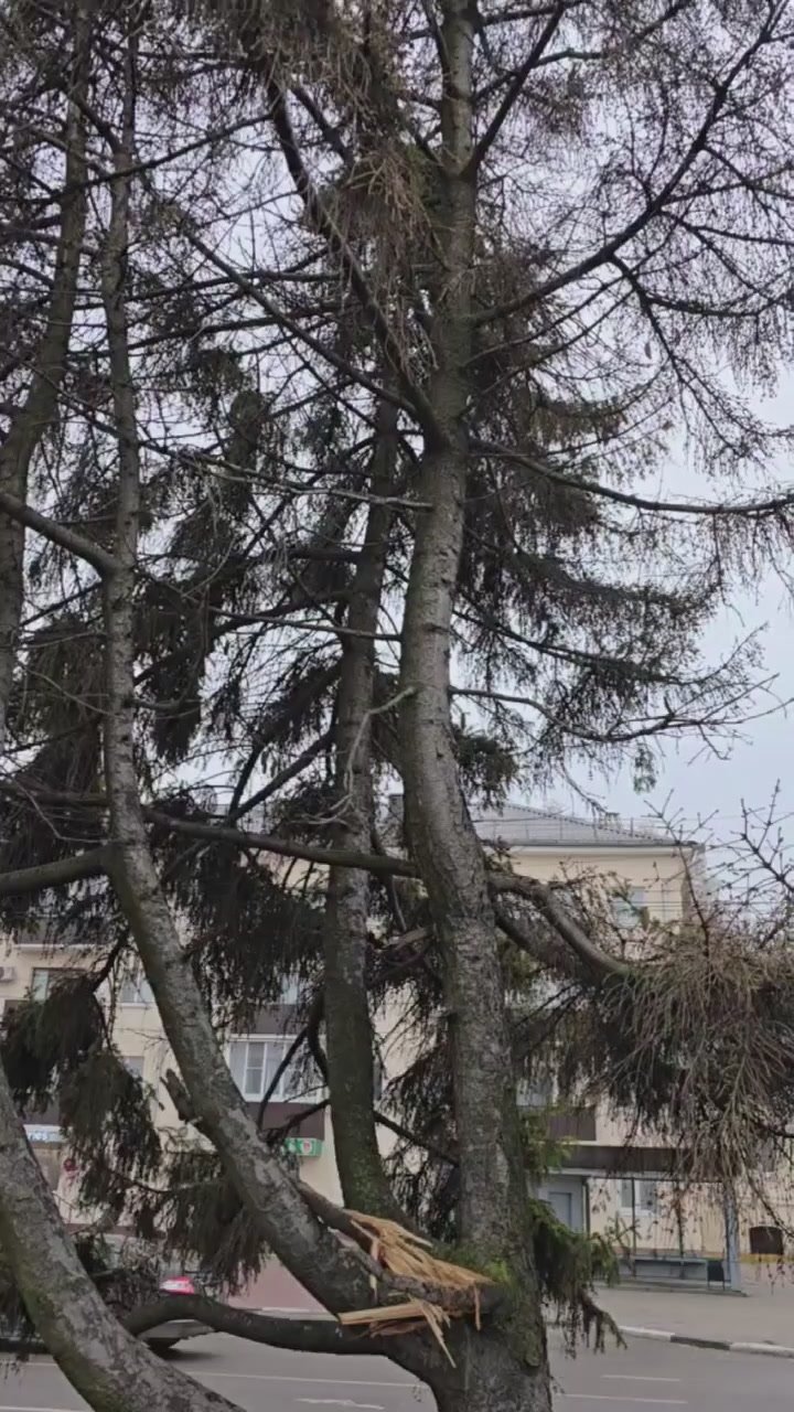 Сегодня активные жители из советов микрорайонов, специалисты администрации Тамбова и Дирекции благоустройства, а также представители городской Думы провели комиссионное обследование елей на Привокзальной площади у фонтана