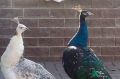 Павлины и фазаны поселились на подворье рассказовской хозяйки