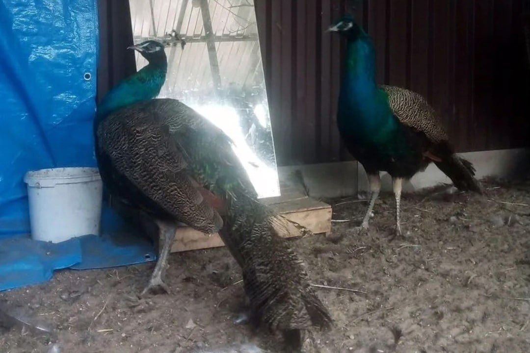 Жительница Рассказова Ирина Рощина выращивает павлинов и фазанов Жительница Рассказова Ирина Рощина выращивает павлинов и фазанов