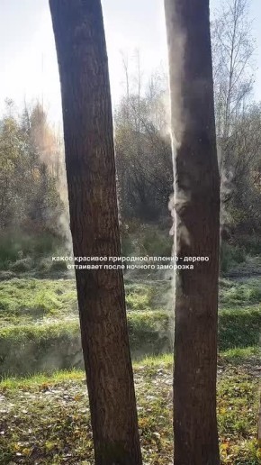 Вместо вечерней медитации