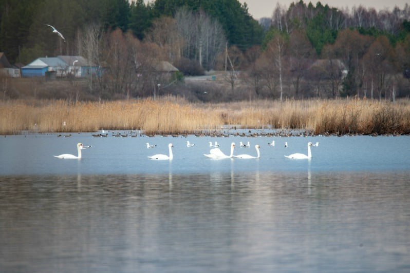 В село Хорошавка Инжавинского округа прилетели более 20 лебедей