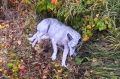 В селе под Воронежем сотрудники ДПС спасли собаку, пострадавшую в аварии
