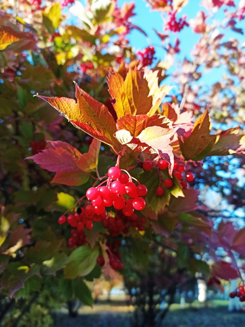 Осенняя "Ивановка". Новый век в MAX Осенняя "Ивановка". Новый век в MAX