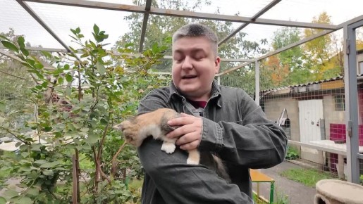 Пост добра в "Новом утре": кошка Вишенка ищет дом