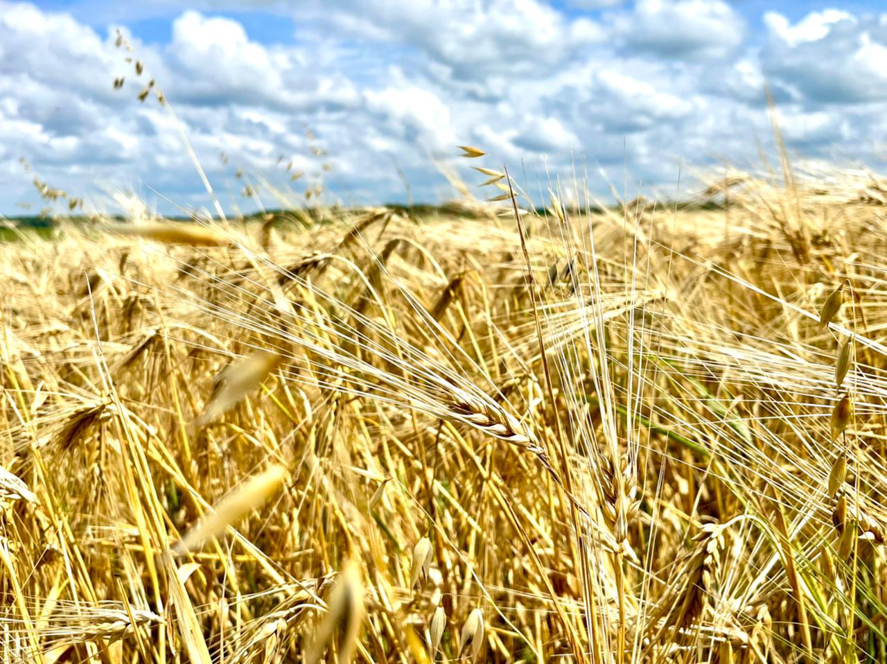 По оперативной информации министерства сельского хозяйства области, аграрии намолотили пять миллионов тонн зерновых и зернобобовых культур в первоначально оприходованном весе