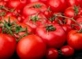 Томат Большая мамочка: почему этот сорт завоевал сердца российских садоводов