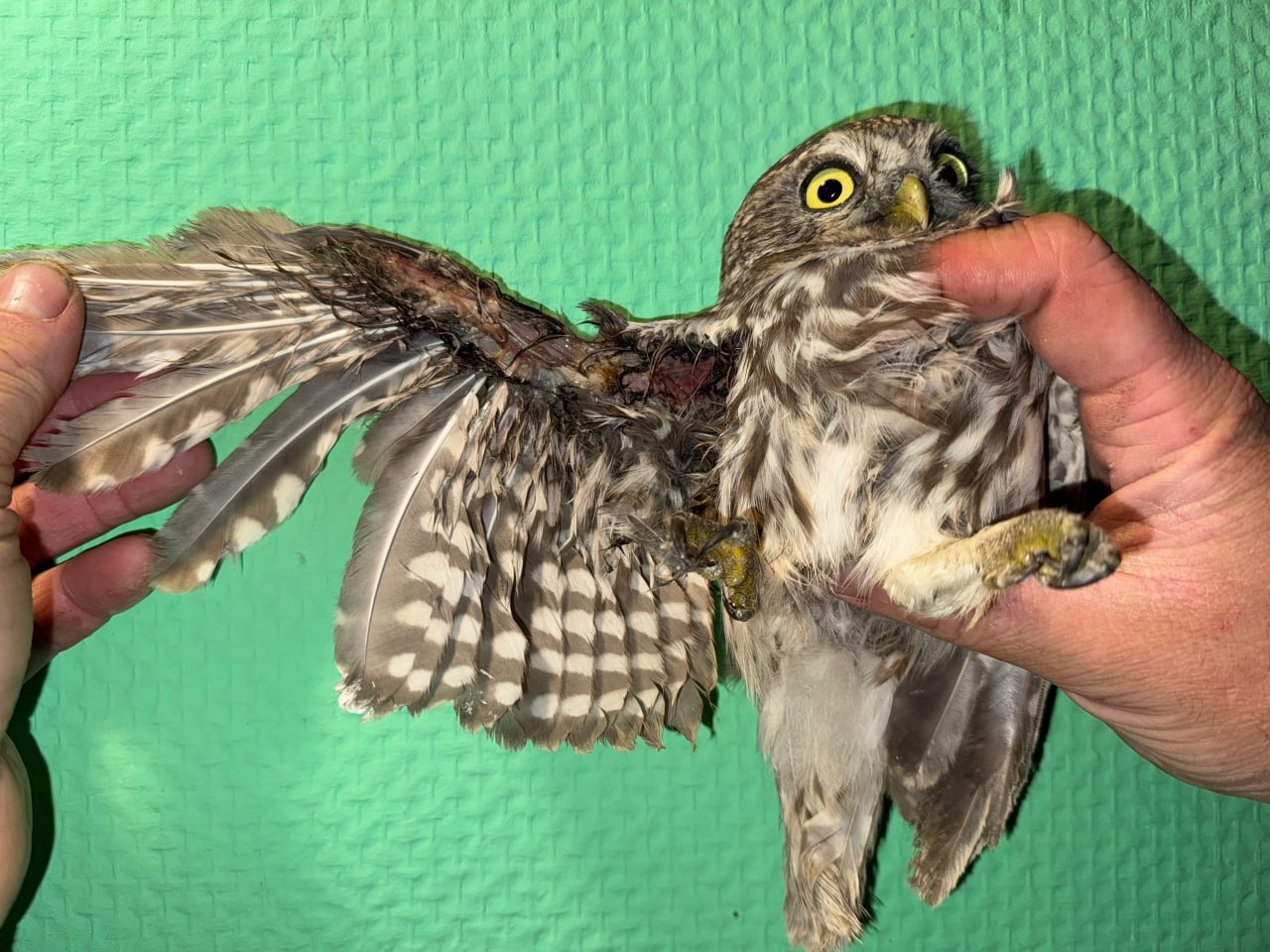 В мичуринском Центре охраны хищных птиц спасают домового сыча с серьёзной травмой крыла В мичуринском Центре охраны хищных птиц спасают домового сыча с серьёзной травмой крыла